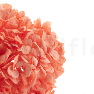 Hortensia Stabilisé - Coral Orange