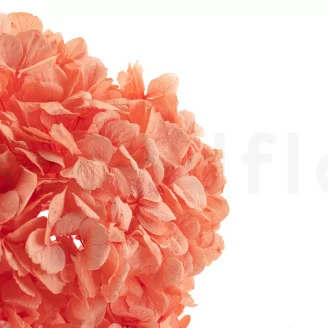 Hortensia stabilis&eacute; Corail