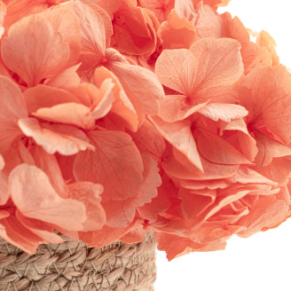 Stabilisierte Hortensie - Coral Orange