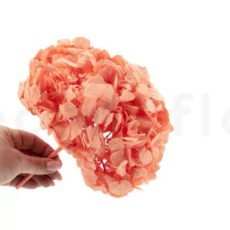 Hortensia stabilis&eacute; Corail