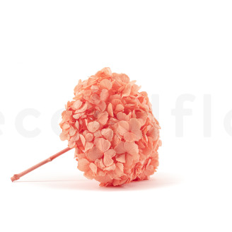 Stabilisierte Hortensie - Coral Orange