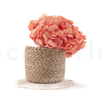 Hortensia Stabilisé - Coral Orange