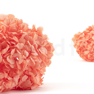 Hortensia preservado - Coral Orange