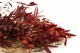 Preserved Parvifolia Eucalyptus Red 4