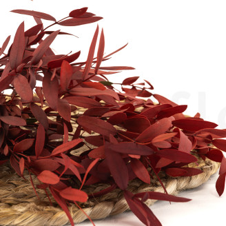 Eucalyptus Parvifolia stabilisé - Rouge