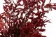 Eucalyptus Parvifolia stabilis&eacute; Rouge 2