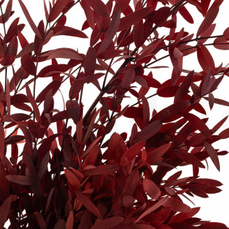 Eukalyptus Parvifolia Stabilisiert - Rot