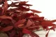 Eucalyptus Parvifolia stabilis&eacute; Rouge 5