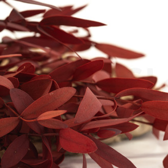 Eucalipto Parvifolia Preservado - Rojo