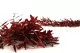 Konservierter Parvifolia-Eukalyptus Rot 6