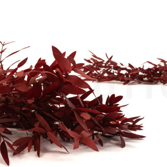 Eucalyptus Parvifolia stabilisé - Rouge