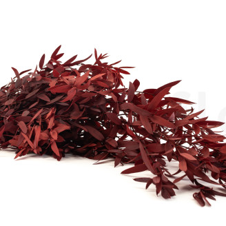Eucalipto Parvifolia Preservado - Rojo
