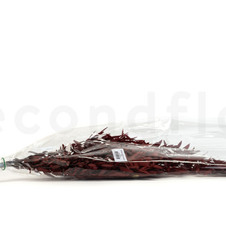 Eukalyptus Parvifolia Stabilisiert - Rot