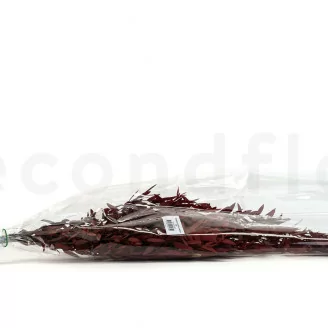 Preserved Parvifolia Eucalyptus Red