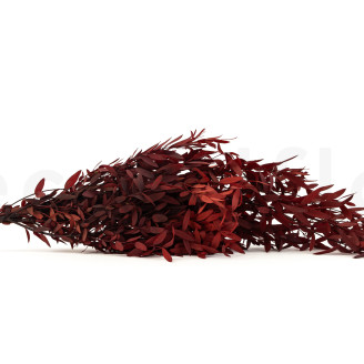 Eucalyptus Parvifolia Stabilized - Red