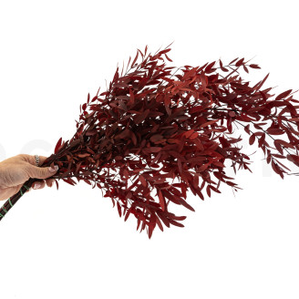 Eucalipto Parvifolia Preservado - Rojo