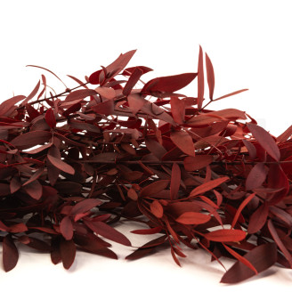 Eucalipto Parvifolia preservato - Rosso