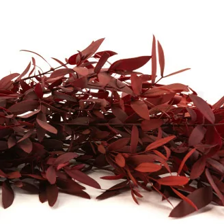 Preserved Parvifolia Eucalyptus Red