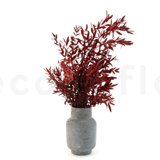 Eucalyptus Parvifolia stabilisé - Rouge