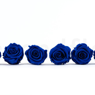 Rosa preservata Verdissimo L - Scatola da 6 - Dark Blue