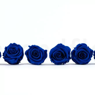 Rosa stabilizzata L Blu scuro (x6)