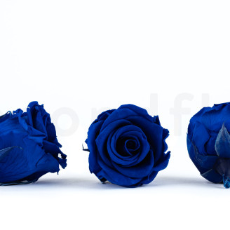 Stabilized rose Verdissimo L - Box of 6 - Dark Blue