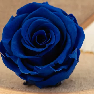 Preserved Rose L Dark Blue (x6)