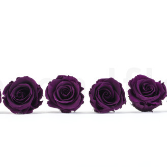 Rose stabilisée Verdissimo L - Boîte de 6 - Pourpre