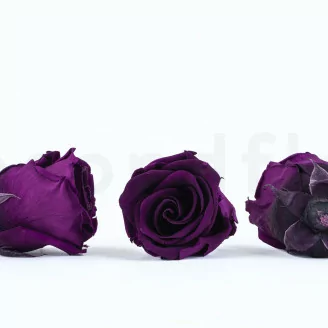 Rosa preservada L P&uacute;rpura (x6)