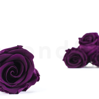 Stabilized rose Verdissimo L - Box of 6 - Pourpre