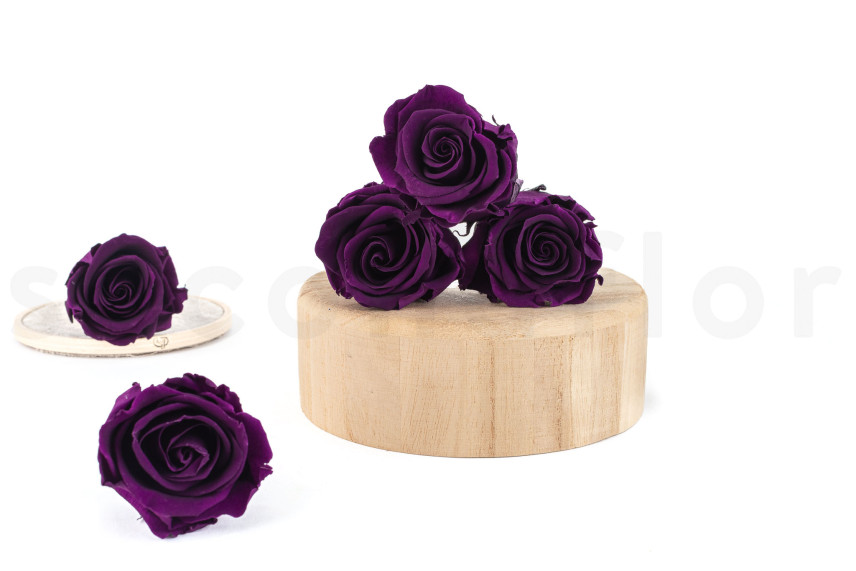 Rosa stabilizzata Verdissimo L - Scatola da 6 - Pourpre