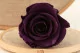 Preserved Rose L Purple (x6) 3