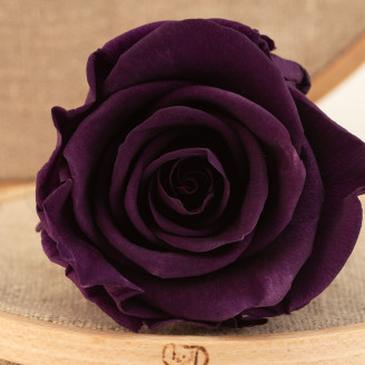Rosa stabilizzata Verdissimo L - Scatola da 6 - Pourpre