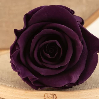 Rose stabilis&eacute;e L Pourpre (x6)