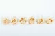 Rosa stabilizzata L Champagne (x6) 6