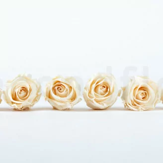 Preserved Rose L Champagne (x6)