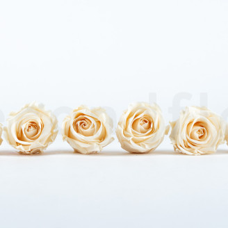 Stabilized rose Verdissimo L - Box of 6 - Champagne