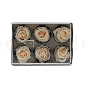 Rosa stabilizzata L Champagne (x6)