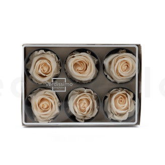 Rose stabilisée Verdissimo L - Boîte de 6 - Champagne