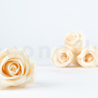 Rosa stabilizzata Verdissimo L - Scatola da 6 - Champagne