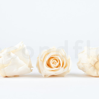 Rosa stabilizzata Verdissimo L - Scatola da 6 - Champagne