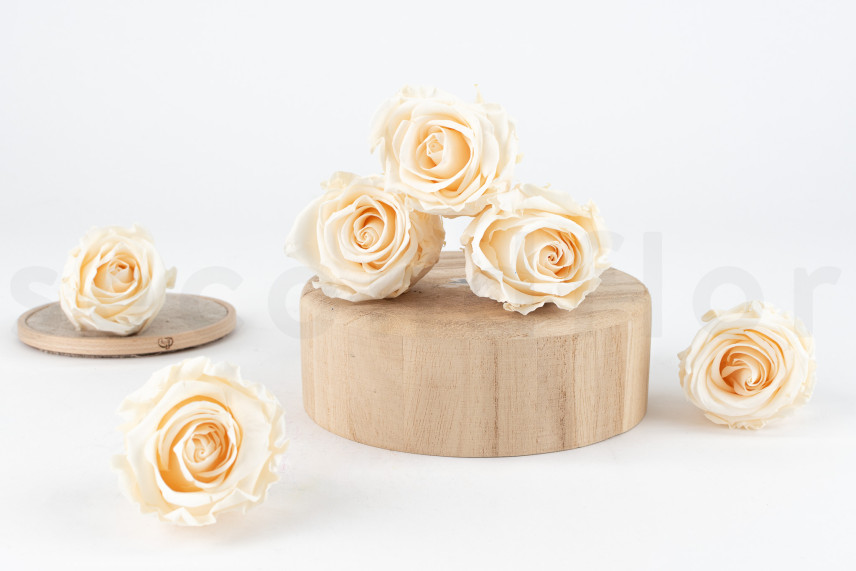 Rosa preservada Verdissimo L - Caja de 6 - Champagne