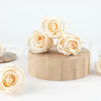 Rose stabilis&eacute;e L Champagne (x6)