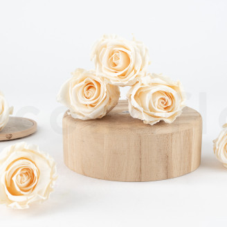 Stabilized rose Verdissimo L - Box of 6 - Champagne