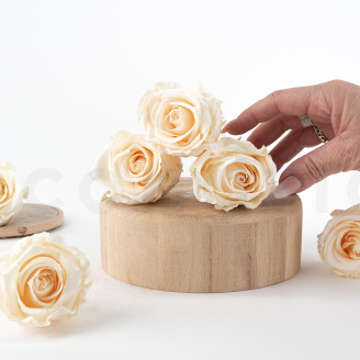 Stabilized rose Verdissimo L - Box of 6 - Champagne