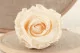 Preserved Rose L Champagne (x6) 3