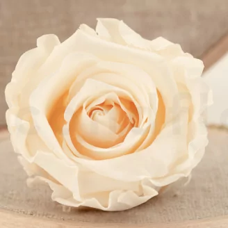 Konservierte Rose L Champagne (x6)