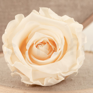 Rose stabilisée Verdissimo L - Boîte de 6 - Champagne