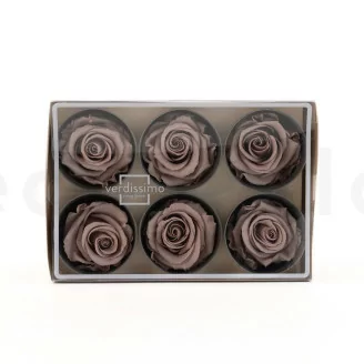 Konservierte Rose L Haselnuss (x6)