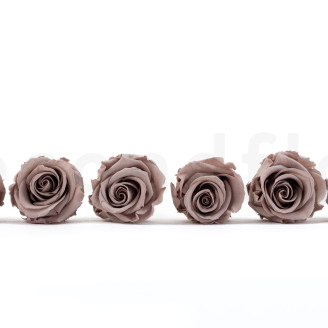 Preserved rose Verdissimo L - Box of 6 - Hazelnut